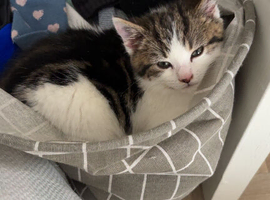 Kitten