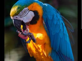 WANTED MACAW MUST BE TAME AND GO TO MEN &pound;1200 CASH
