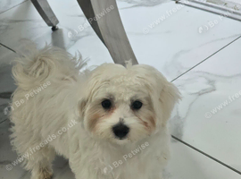 Maltese xxs