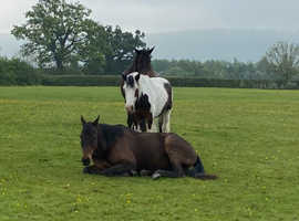 Full Retirement Livery including Stabling at Night During Winter - &pound;300- &pound;385