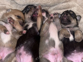 Absolutely stunning tiny puppies