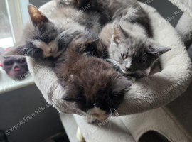 4 kittens