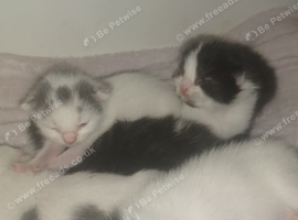 Domestic short hair cross maincoon babys only 1 week old