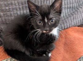 Three kittens looking for forever home