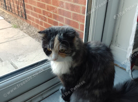 9 month old Persian x Scottish Fold female for sale