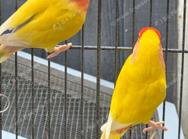 Pair of lovebirds for sale.