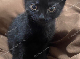 Kitten