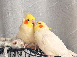 Cockatiels