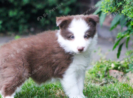 Red and White Pedigree Collie Pups