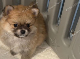 7 week old pomeranian miniture puppy