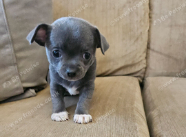 Grey Female smoothcoat Chihuahua for sale