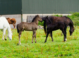 Irish Draught Colt foal