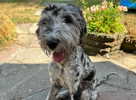 Blue Merle bernedoodle boy