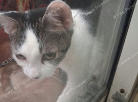 female kitten