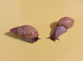 ZANZIBAR GIANT AFRICAN LAND SNAILS