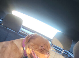 THIS IS WILLOW