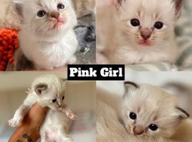 7 beautiful ragdoll kittens