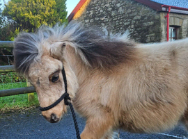 Jambarrie Chandler 1yr old Buckskin Colt