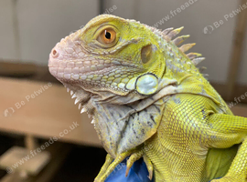 LIME GREEN IGUANA 1 YEARS OLD