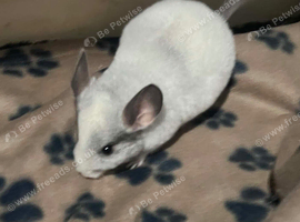 Baby chinchillas