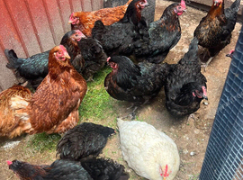 Laying hens