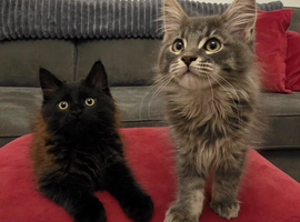 Gorgeous, sociable maine coon kittens