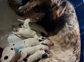 8 week old cocker spaniel