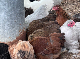 Pekin bantams just starting to lay