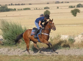 Fabulous TB Gelding