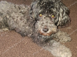 Malshipoo pups for sale
