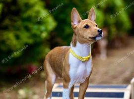 Beautiful girl for sale