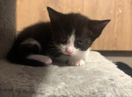 Kittens