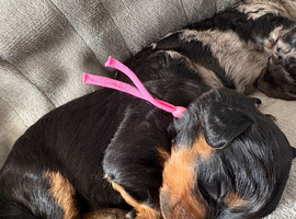 Last girl remaining!! F1B cavapoo puppies born on 1/6/26