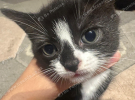 Black and white kitten
