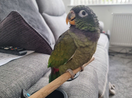Maximilian pionus parrot