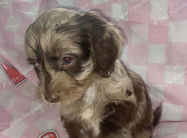 Female Merl Cockapoo