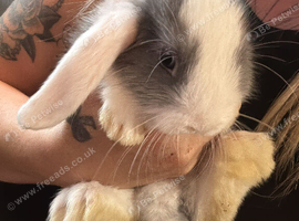 Beautiful boy, bunnies