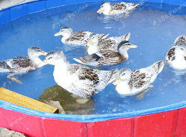 Miniature Appleyard Ducks