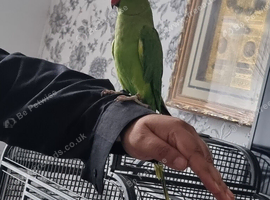 Beautiful ringneck talking parrot