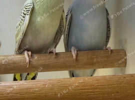 Baby Budgies 12-16 Wks Old