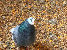27 Pigeons free to a good home