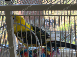 Budgies