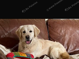 golden retriever for guardianship Home.