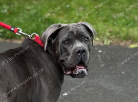 Stud cane corso