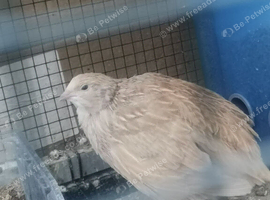 2 courtnix quail pol hens