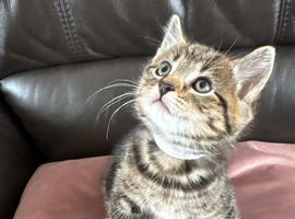 2 tabby male kittens