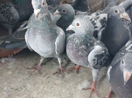 10 young racing pigeons
