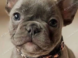 French bulldog
