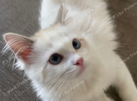 LAST GIRL AVAILABLE! TICA registered Ragdolls