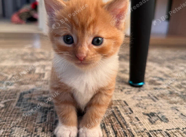 5 beautiful kittens